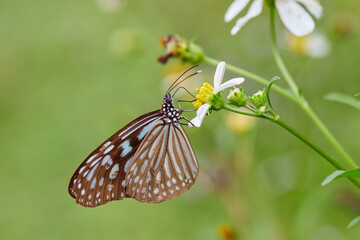 Close-up of butterfly pollinating on flower