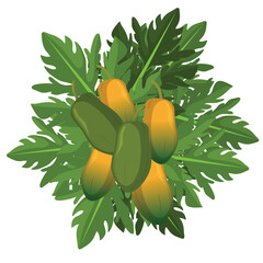 ripe papaya with leaf