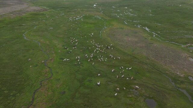 Paisaje A&eacute;reo de Alpacas en Pradera H&uacute;meda Andina (Drone Shot)