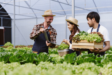 Three diverse farmers working together, checking data on a laptop while harvesting fresh organic lettuce in a modern greenhouse