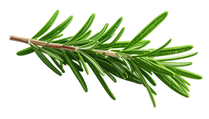 Rosemary sprig green leaves on a light brown stem