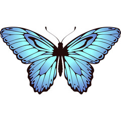 Light Blue Butterfly With Black Accents On Wings Isolated On White Background Studio Shot Realistic Detailed Insect Illustration