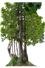 Forest tree trunks with climbing vines twisted liana plant and green leaves  isolated on white background, clipping path included.