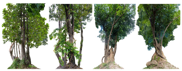 Forest tree trunks with climbing vines twisted liana plant and green leaves  isolated on white background, clipping path included.