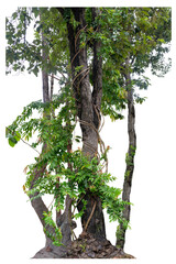 Fototapeta premium Forest tree trunks with climbing vines twisted liana plant and green leaves isolated on white background, clipping path included.