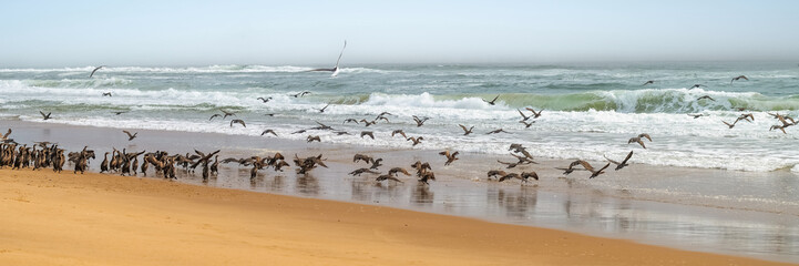 Colonie de cormorans à Sandwich Harbour en Namibie