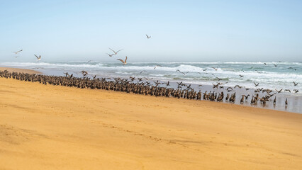 Colonie de cormorans à Sandwich Harbour en Namibie
