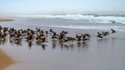 Envol de cormorans en Namibie