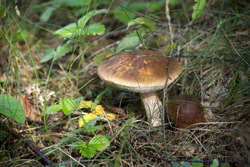 A detailed shot of a birch bolete mushroom growing in its natural environment.