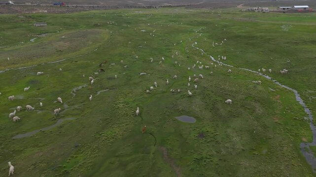 Alpacas Pastando en Pradera Andina Cerca de Carretera