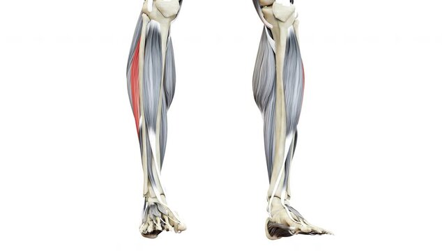 Human Muscular System Leg Muscles Peroneus Longus Muscles Anatomy Animation Concept