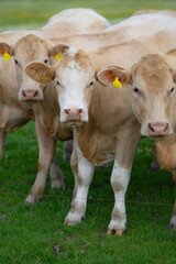 Cow grazing in a farm. Cow in the meadow. Livestock grazing in the green field. Farm life with cattle and calves. Cow in a rural landscape. Ranch with grazing bovine. Dairy cow on field.