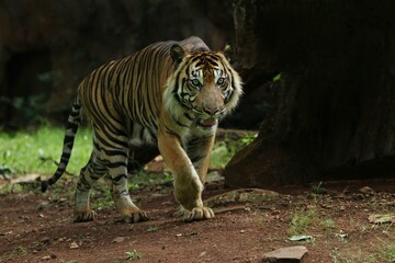 A Sumatran tiger is seen walking in the field while observing its surroundings.