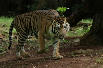 A Sumatran tiger is seen walking in the field while observing its surroundings.