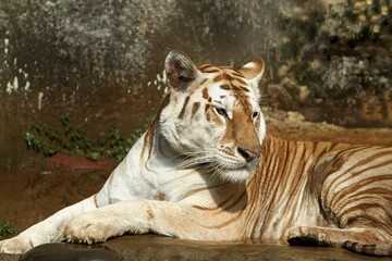 a bengal tiger is seen lying on the rocks
