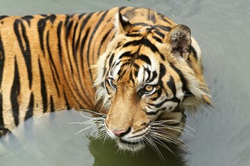 A Sumatran tiger is seen soaking in a pool while observing its surroundings.