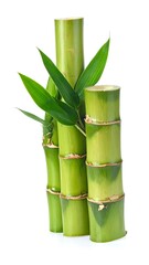 Obraz premium Three stalks of green bamboo, with leaves, against a white backdrop