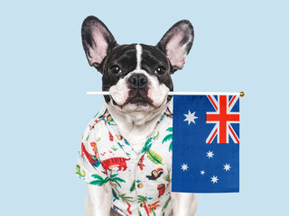 Lovable, charming puppy and Australian Flag. Closeup, indoors. Studio shot. Congratulations for family, loved ones, relatives, friends and colleagues. Pet care concept