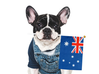 Lovable, charming puppy and Australian Flag. Closeup, indoors. Studio shot. Congratulations for family, loved ones, relatives, friends and colleagues. Pet care concept