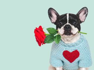 Cute puppy, red rose and embroidered heart. Beautiful greeting card. Close-up, indoors. Studio...