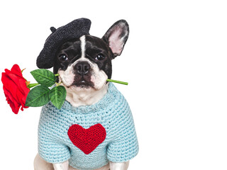 Cute puppy, red rose and embroidered heart. Beautiful greeting card. Close-up, indoors. Studio shot. Congratulations for family, relatives, loved ones, friends and colleagues. Pets care concept