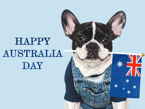 Happy Australia Day. Cute puppy and Australian Flag. Closeup, indoors. Studio shot. Congratulations for family, loved ones, relatives, friends and colleagues. Pet care concept - Powered by Adobe