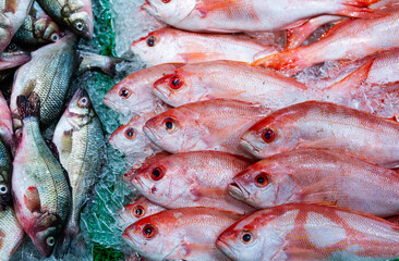 Red fish on ice looks extremely fresh. Seafood market offers bright red fish today. Healthy protein helps balanced nutrition. Fishermen provide daily marine catch. Raw fish is ready for cooking meals.