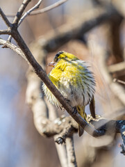 Eurasian siskin male, latin name spinus spinus, sitting on branch of tree. Cute little yellow songbird.