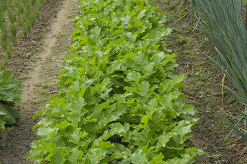 A close-up of a turnip field.