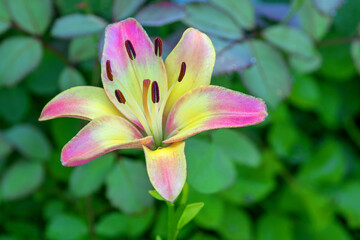 A blossoming lily bud in a summer garden flowerbed.