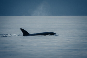 Naklejka premium Silent Hunter- Orcas seen in San Juan islands