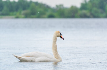 Graceful white Swan swimming in the lake, swans in the wild. Portrait of a white swan swimming on a lake.