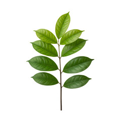 Fototapeta premium Leafy botanical sprig isolated on a clean transparent space showcasing natural vibrant color and