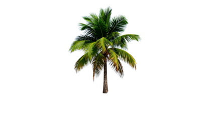 Isolated palm tree on island digital rendering isolated on transparent background PNG