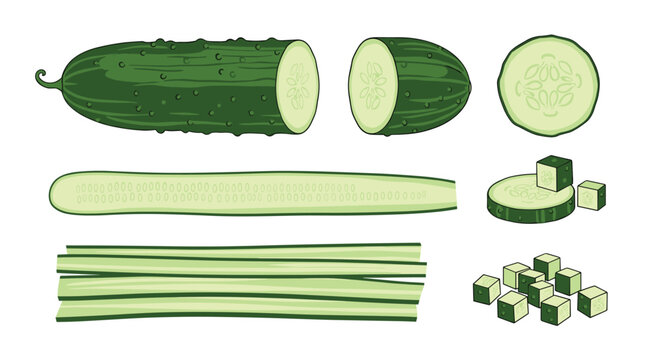 Illustration of a cucumber in different forms, including whole, halved, sliced into rounds and strips, and diced into cubes.