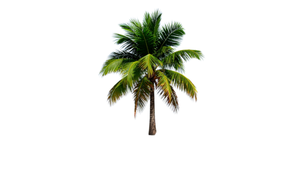 Isolated palm tree on island digital rendering isolated on transparent background PNG