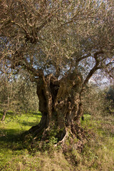 Olive tree 
