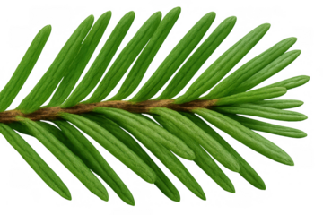 Fir tree branch with green needles, evergreen conifer twig, natural plant element on transparent background
