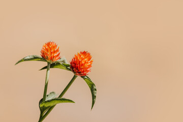 Globe amaranth flowers is a tropical annual flower plant also known as Gomphrena haageana with copy...