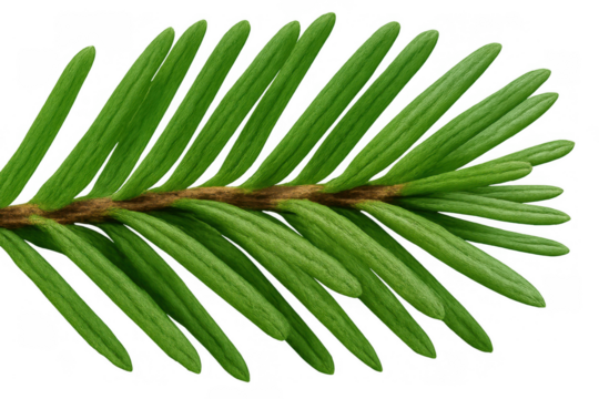 Fir tree branch with green needles, evergreen conifer twig, natural plant element on transparent background