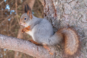 The squirrel sits on a branches without leaves in the winter or autumn