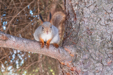 The squirrel sits on a branches without leaves in the winter or autumn