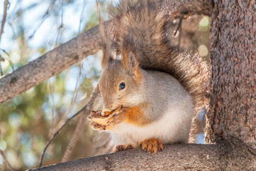 The squirrel with nut sits on tree in the winter or late autumn