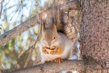 The squirrel with nut sits on tree in the winter or late autumn