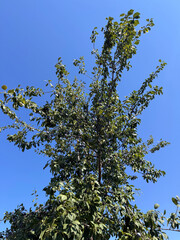 plums growing on fruit tree against blue sky on a sunny day