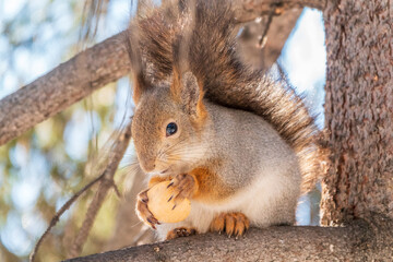 The squirrel with nut sits on tree in the winter or late autumn
