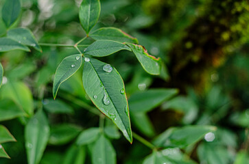 Macro shot of shiny, wet rain drops on a leaf in a lush forest.