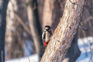 Little woodpecker sits on a tree trunk with snow in winter. The great spotted woodpecker, Dendrocopos major