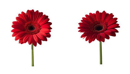Minimalist red daisy floral design isolated on transparent background