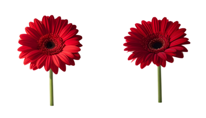 Minimalist red daisy floral design isolated on transparent background